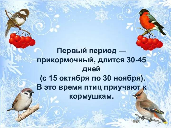 Первый период — прикормочный, длится 30-45 дней (с 15 октября