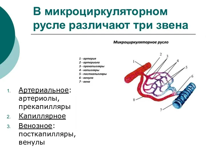 В микроциркуляторном русле различают три звена Артериальное: артериолы, прекапилляры Капиллярное Венозное: посткапилляры, венулы