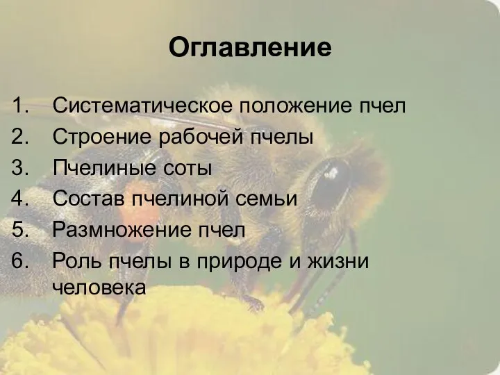 Систематическое положение пчел Строение рабочей пчелы Пчелиные соты Состав пчелиной