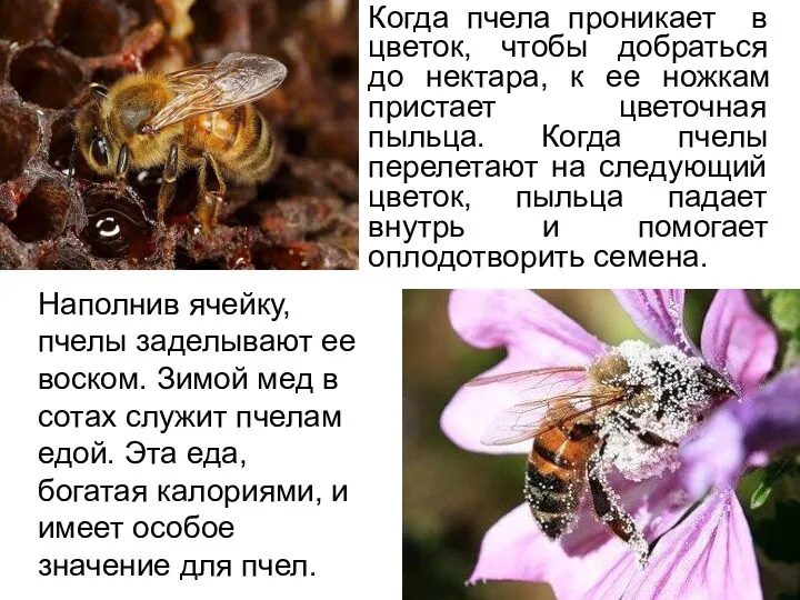 Когда пчела проникает в цветок, чтобы добраться до нектара, к