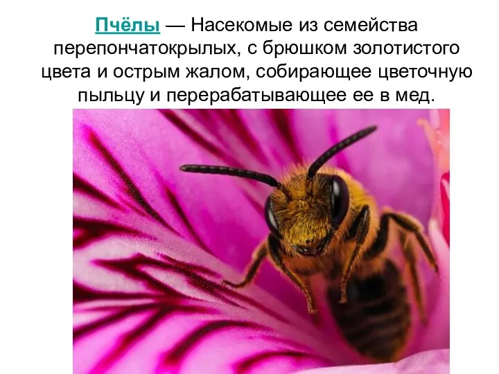 Пчёлы — Насекомые из семейства перепончатокрылых, с брюшком золотистого цвета