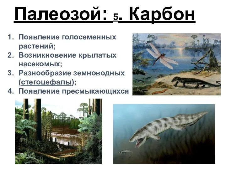 Палеозой: 5. Карбон Появление голосеменных растений; Возникновение крылатых насекомых; Разнообразие земноводных (стегоцефалы); Появление пресмыкающихся