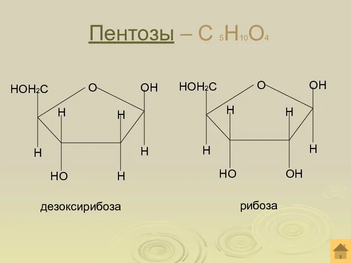 Пентозы – С 5Н10О4