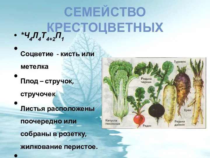 СЕМЕЙСТВО КРЕСТОЦВЕТНЫХ *Ч4Л4Т4+2П1 Соцветие - кисть или метелка Плод –