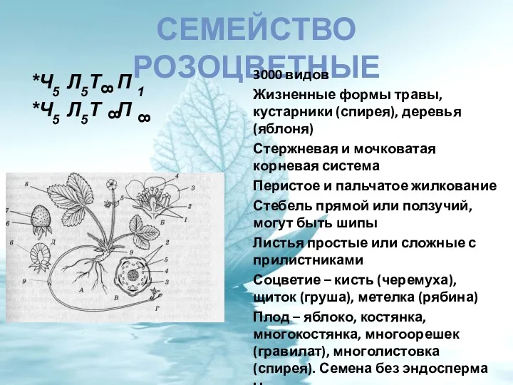 СЕМЕЙСТВО РОЗОЦВЕТНЫЕ *Ч5 Л5Т П 1 *Ч5 Л5Т П 8