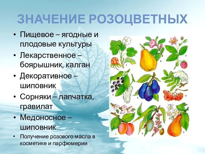 ЗНАЧЕНИЕ РОЗОЦВЕТНЫХ Пищевое – ягодные и плодовые культуры Лекарственное –