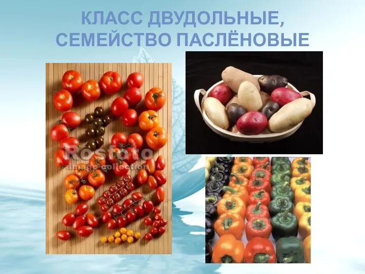 КЛАСС ДВУДОЛЬНЫЕ, СЕМЕЙСТВО ПАСЛЁНОВЫЕ