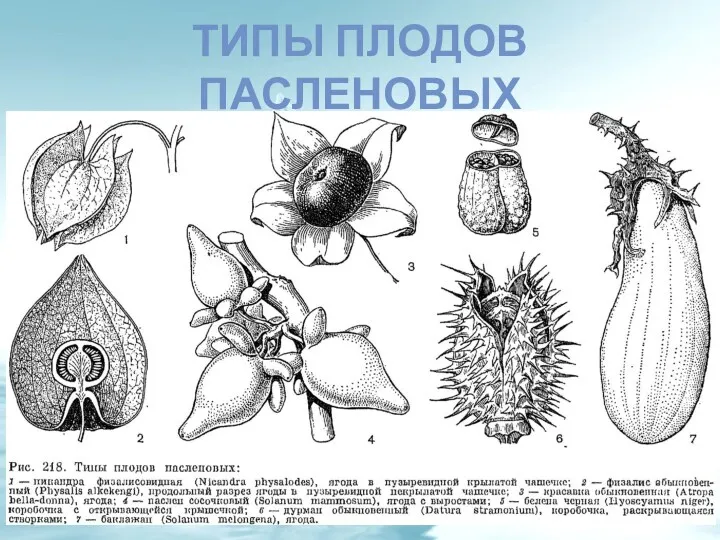 ТИПЫ ПЛОДОВ ПАСЛЕНОВЫХ