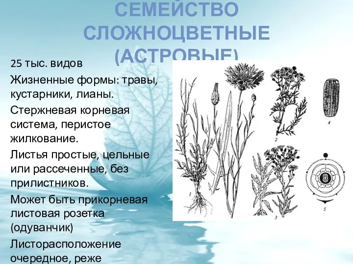 СЕМЕЙСТВО СЛОЖНОЦВЕТНЫЕ (АСТРОВЫЕ) 25 тыс. видов Жизненные формы: травы, кустарники,