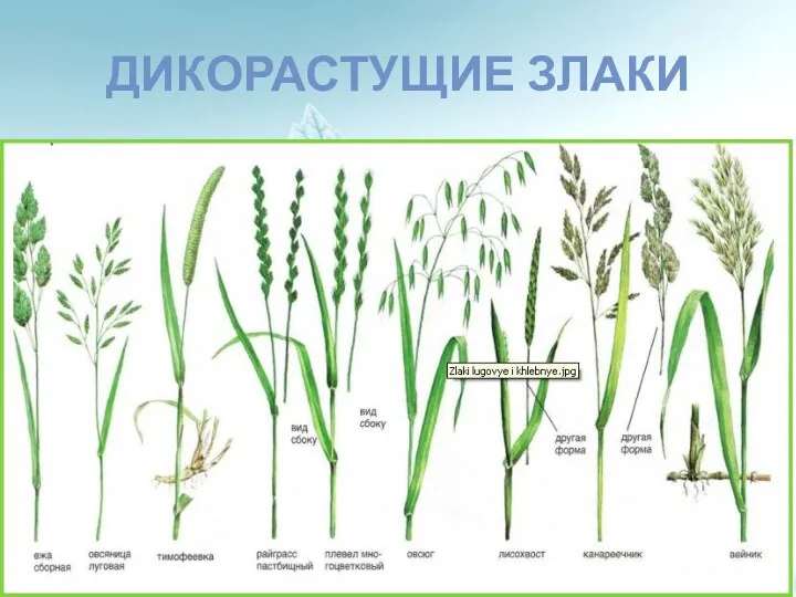 ДИКОРАСТУЩИЕ ЗЛАКИ