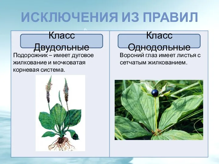 ИСКЛЮЧЕНИЯ ИЗ ПРАВИЛ Класс Двудольные Класс Однодольные