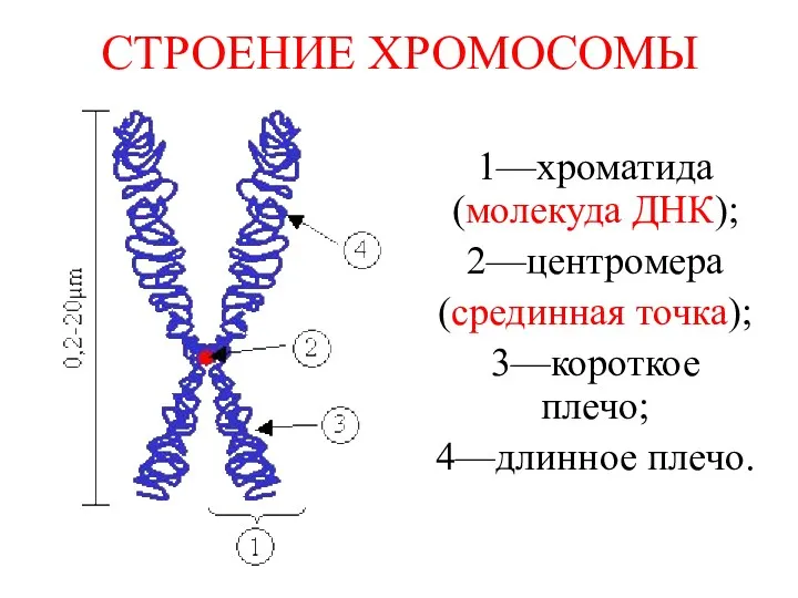 СТРОЕНИЕ ХРОМОСОМЫ 1—хроматида (молекуда ДНК); 2—центромера (срединная точка); 3—короткое плечо; 4—длинное плечо.