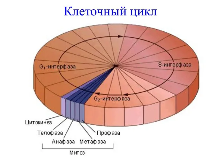 Клеточный цикл