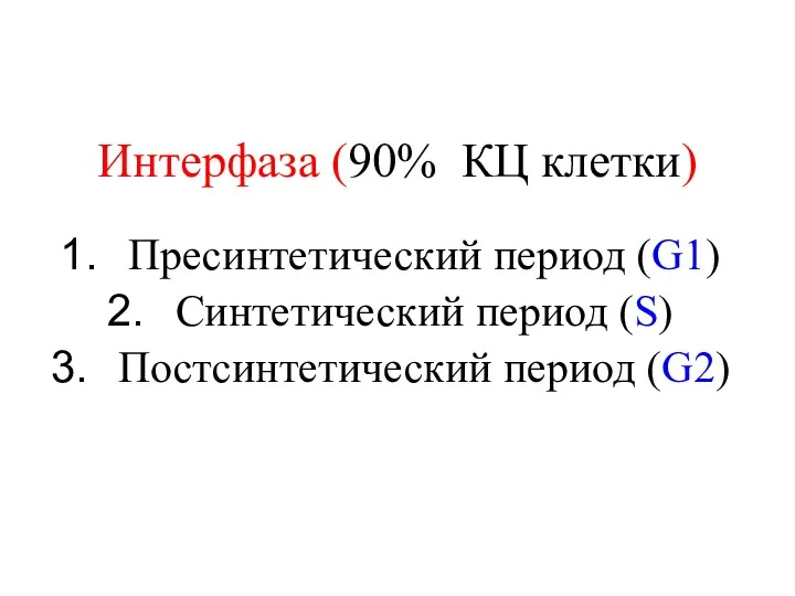 Интерфаза (90% КЦ клетки) Пресинтетический период (G1) Синтетический период (S) Постсинтетический период (G2)