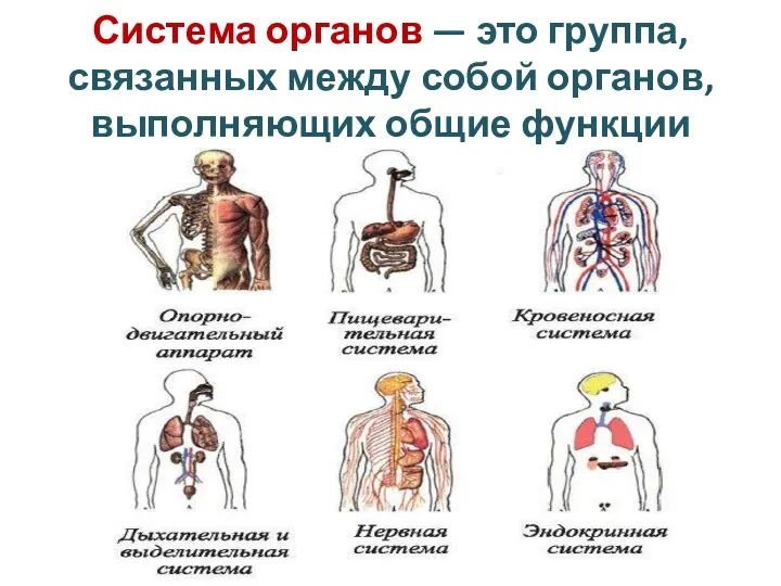 Система органов — это группа, связанных между собой органов, выполняющих общие функции