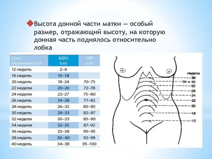 Высота донной части матки — особый размер, отражающий высоту, на которую донная часть поднялось относительно лобка