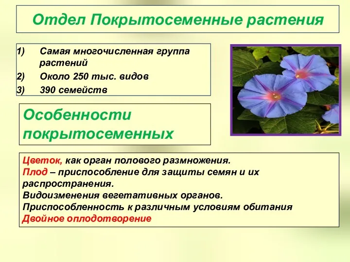 Отдел Покрытосеменные растения Самая многочисленная группа растений Около 250 тыс.