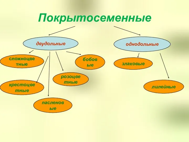 Покрытосеменные двудольные однодольные сложноцветные розоцветные бобовые крестоцветные пасленовые злаковые лилейные