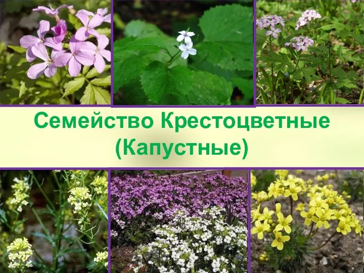 Семейство Крестоцветные (Капустные)