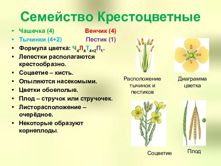 Семейство Крестоцветные Чашечка (4) Венчик (4) Тычинки (4+2) Пестик (1)