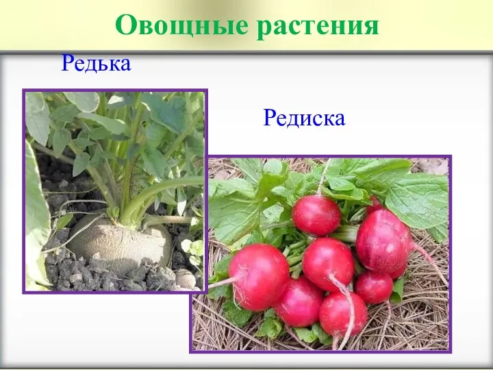 Овощные растения Редька Редиска