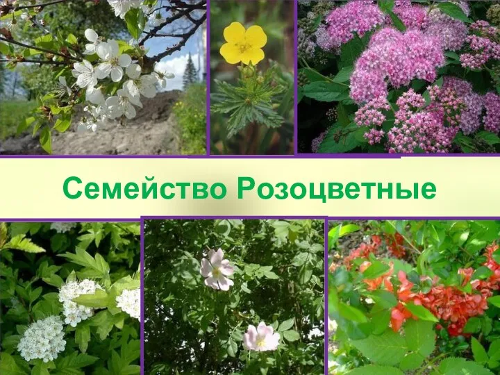 Семейство Розоцветные