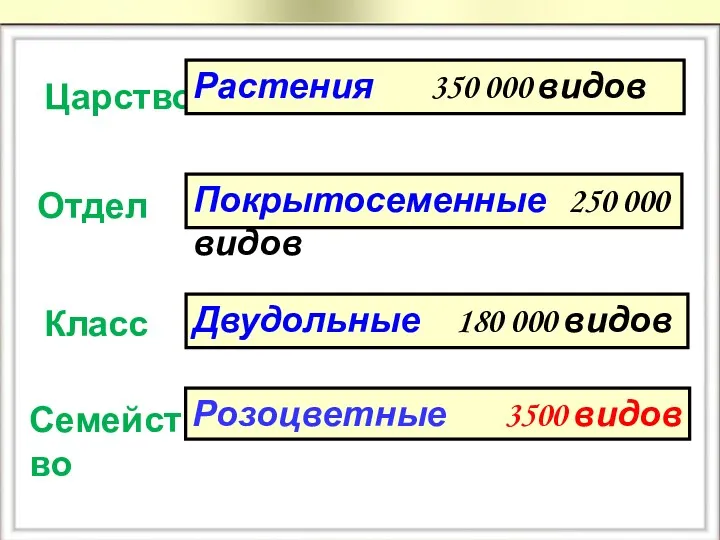 Царство Отдел Класс Семейство Растения 350 000 видов Покрытосеменные 250