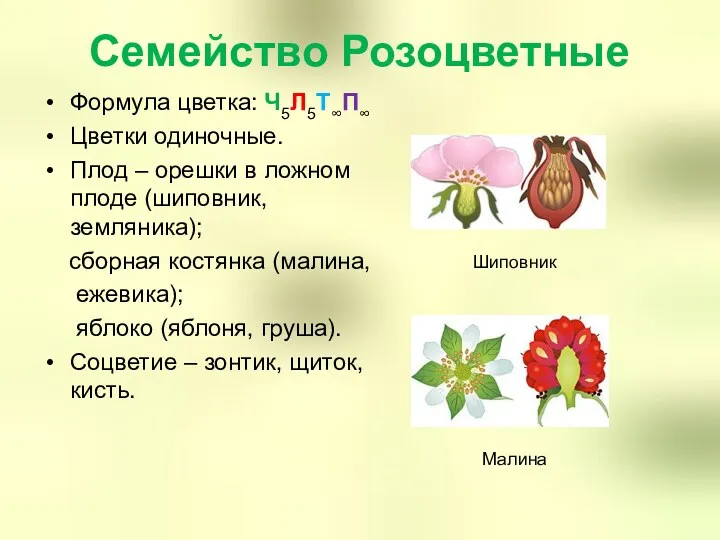 Семейство Розоцветные Формула цветка: Ч5Л5Т∞П∞ Цветки одиночные. Плод – орешки