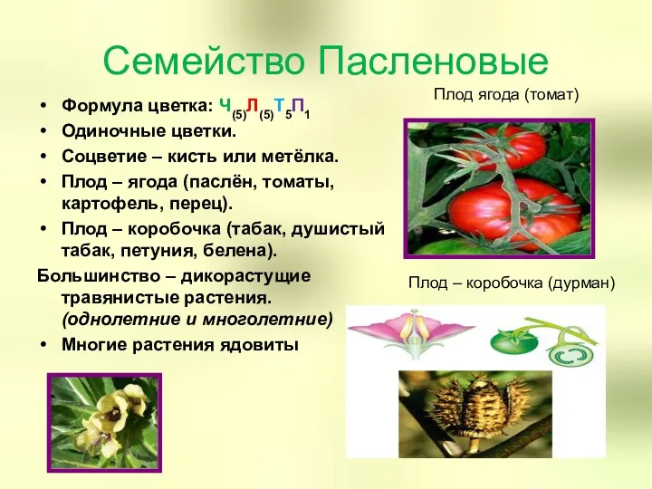 Семейство Пасленовые Формула цветка: Ч(5)Л(5)Т5П1 Одиночные цветки. Соцветие – кисть