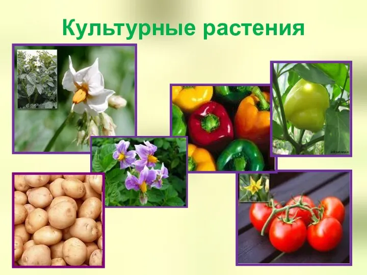 Культурные растения