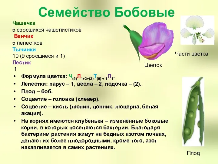 Семейство Бобовые Формула цветка: Ч(5)Л1+2+(2)Т(9) + 1П1. Лепестки: парус –