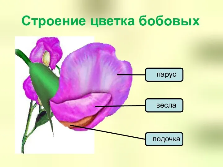 Строение цветка бобовых