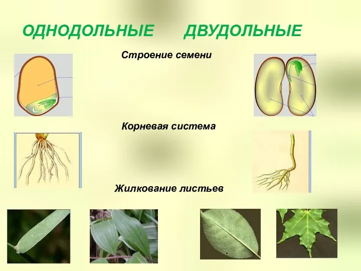 ОДНОДОЛЬНЫЕ ДВУДОЛЬНЫЕ Жилкование листьев Корневая система Строение семени