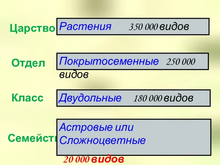 Царство Отдел Класс Семейство Растения 350 000 видов Покрытосеменные 250