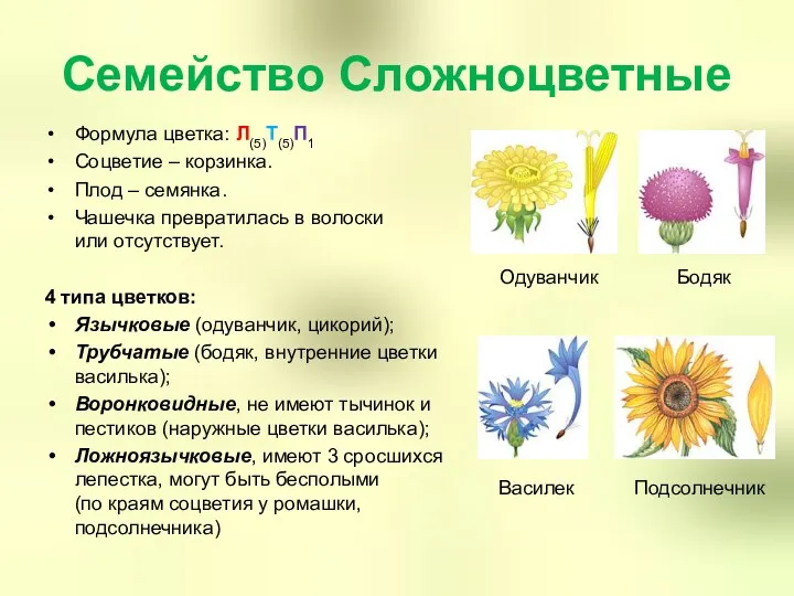 Семейство Сложноцветные Формула цветка: Л(5)Т(5)П1 Соцветие – корзинка. Плод –