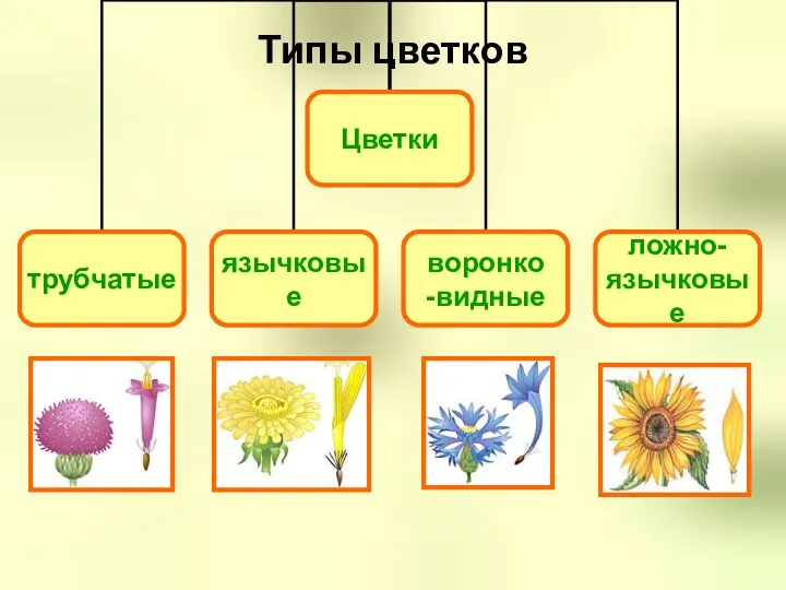 Типы цветков