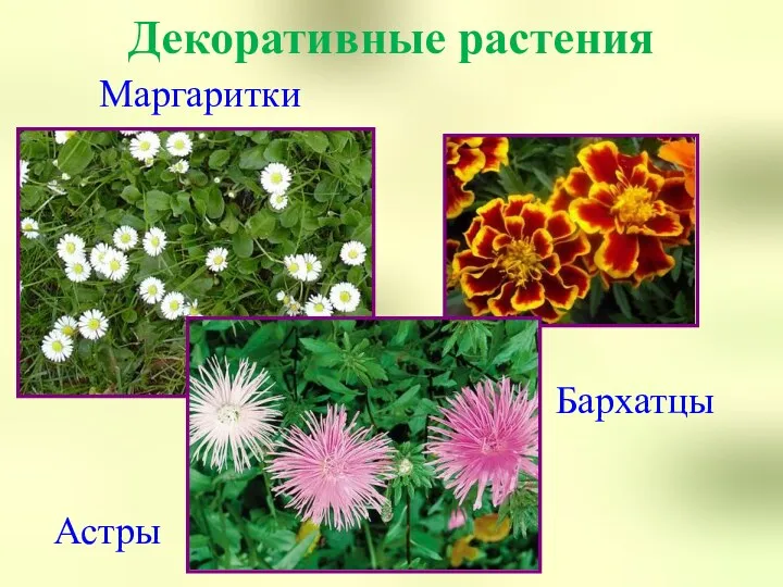 Декоративные растения Маргаритки Астры Бархатцы