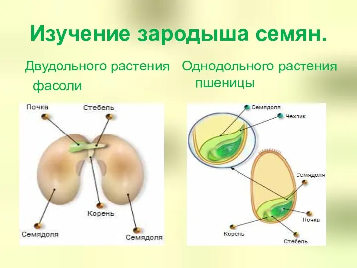 Изучение зародыша семян. Двудольного растения фасоли Однодольного растения пшеницы