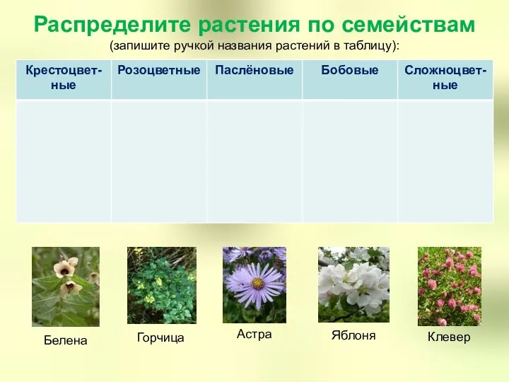 Распределите растения по семействам (запишите ручкой названия растений в таблицу):