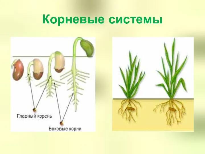 Корневые системы