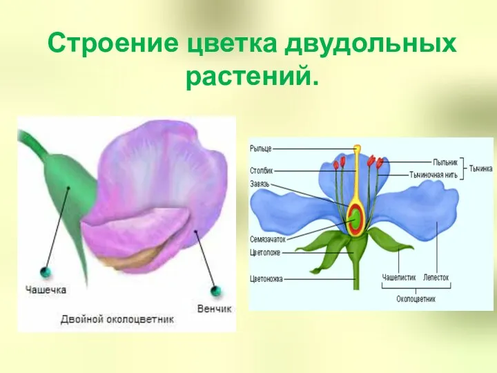 Строение цветка двудольных растений.