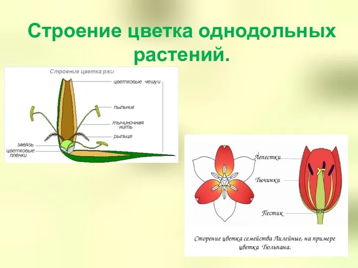 Строение цветка однодольных растений.