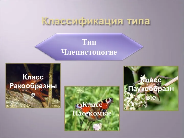 Класс Ракообразные Класс Паукообразные Класс Насекомые