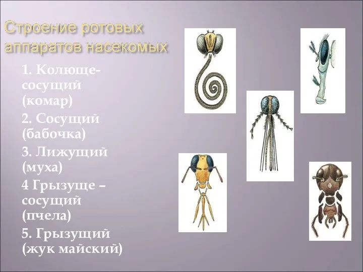 1. Колюще- сосущий (комар) 2. Сосущий (бабочка) 3. Лижущий (муха)