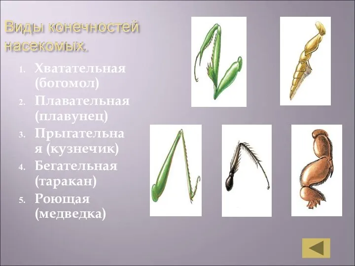 Хватательная (богомол) Плавательная (плавунец) Прыгательная (кузнечик) Бегательная (таракан) Роющая (медведка)