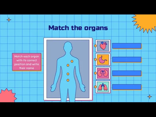 Match the organs Match each organ with its correct position and write their name