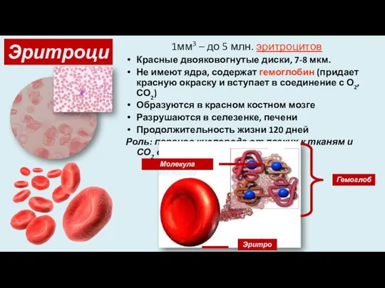 Эритроциты 1мм3 – до 5 млн. эритроцитов Красные двояковогнутые диски,