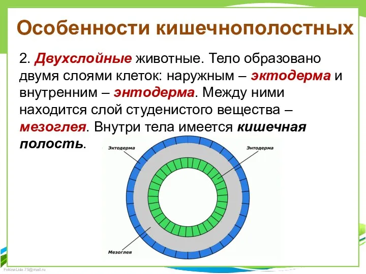 Особенности кишечнополостных 2. Двухслойные животные. Тело образовано двумя слоями клеток: