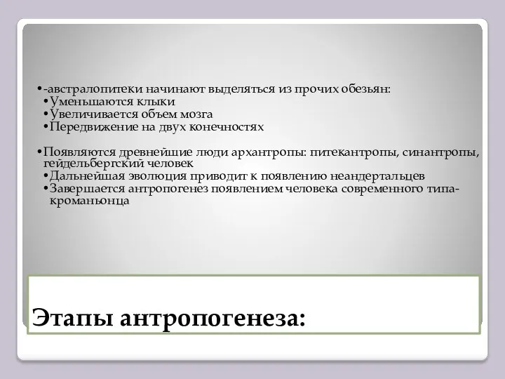 Этапы антропогенеза: -австралопитеки начинают выделяться из прочих обезьян: Уменьшаются клыки