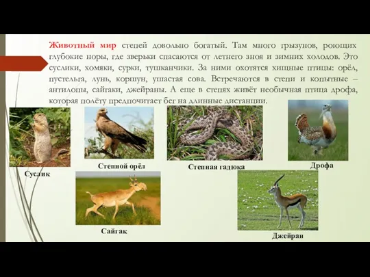 Суслик Степной орёл Степная гадюка Джейран Дрофа Сайгак Животный мир степей довольно богатый.